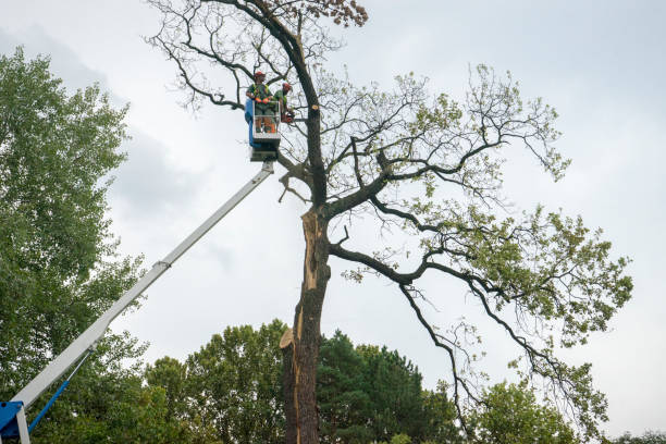 Best Large Tree Removal  in Kingsville, TX